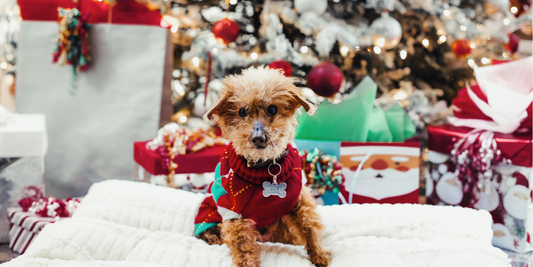 cadeau noel pour chien