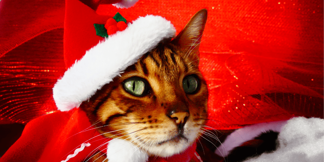 15 Phrases Courtes pour Noël, Joyeuses et Chaleureuses