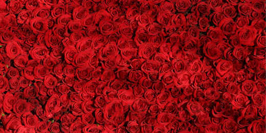 Combien de Rose pour la Saint Valentin