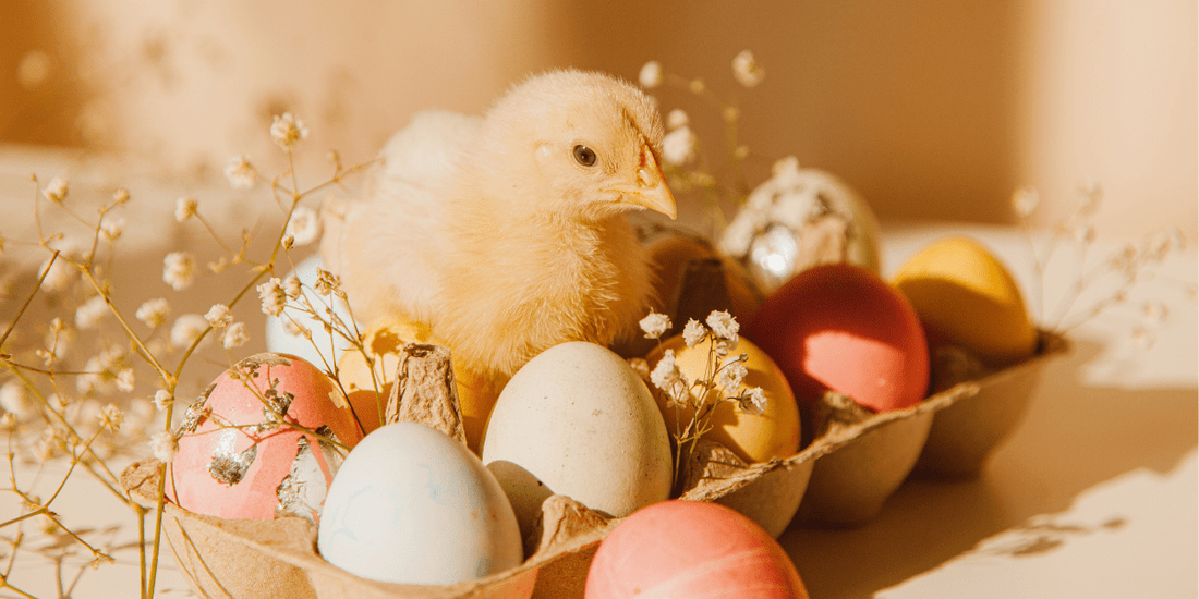 Dessin Poussin de Pâques : 15 Textes pour une Classe d'Enfants